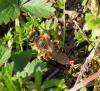 Andrena flavipes